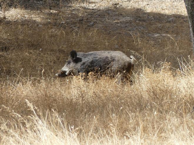 Pots emmalaltir de pesta porcina per menjar carn de porc o embotit? Tot sobre el brot que alerta el món