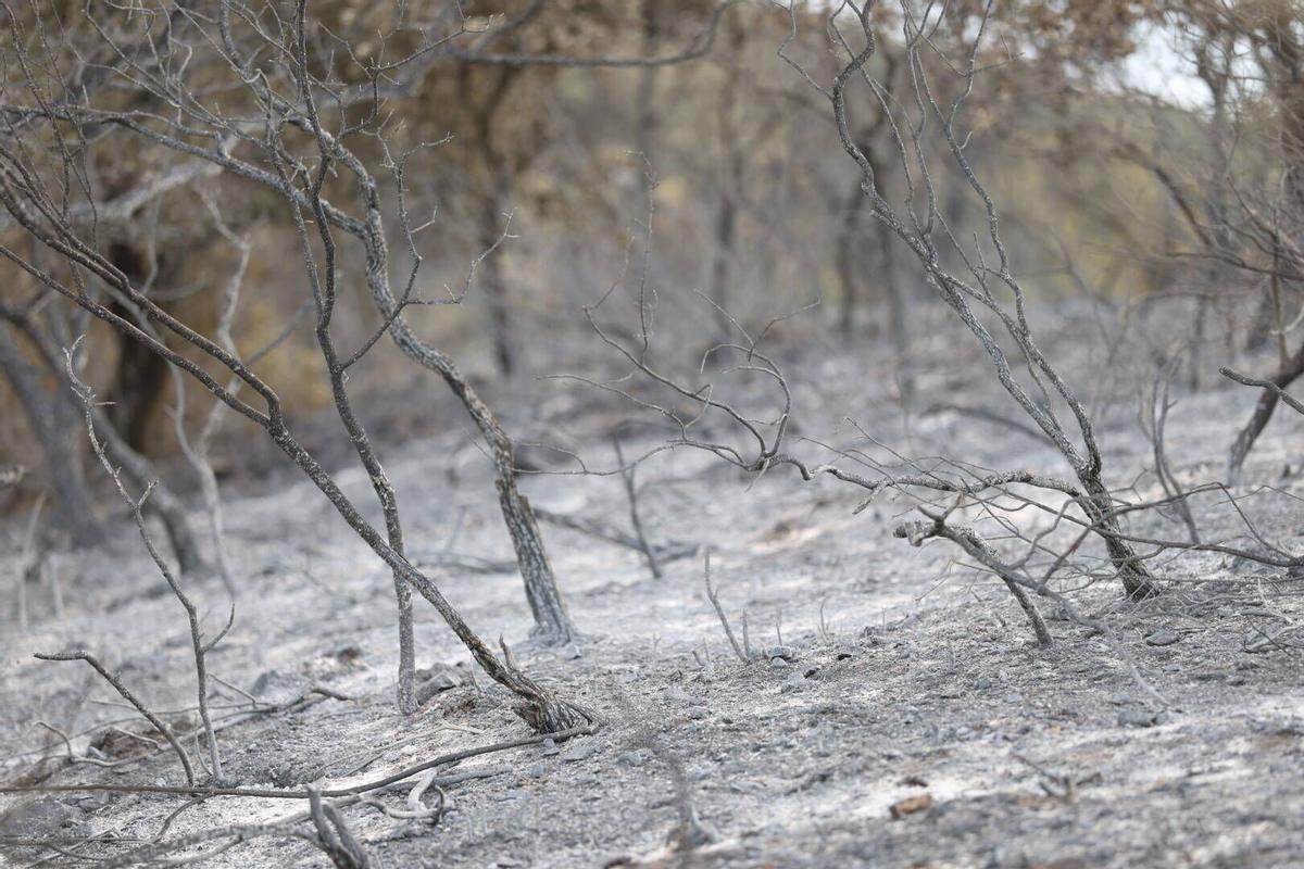 El Infoca trabaja en la extinción del incendio de Las Jaras en la sierra de Córdoba