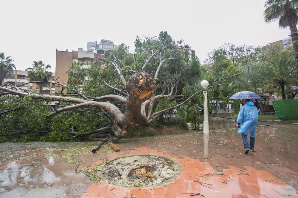 Destrozos de la gota fría en la provincia de Alicante.