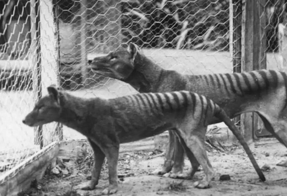 Colossal aposta ara per ‘ressuscitar’ el tigre de Tasmània Colossal aposta ara per ‘ressuscitar’ el tigre de Tasmània