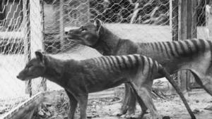 Colossal aposta ara per ‘ressuscitar’ el tigre de Tasmània
