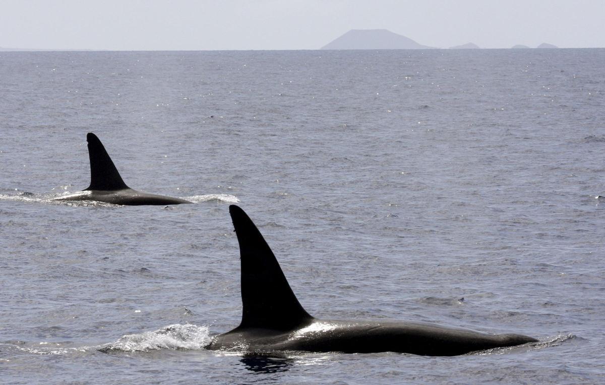COMPARARÁN UN GRUPO DE ORCAS AVISTADO EN CANARIAS CON POBLACIÓN DEL OCÉANO