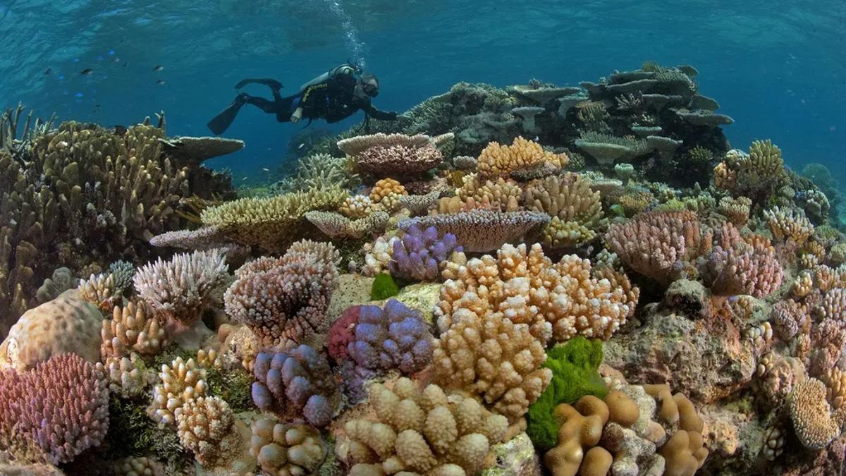 Un buceador explora corales de la Gran Barrera en las costas de Australia.