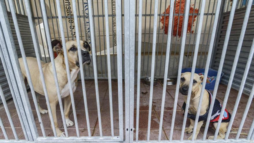 Los perros y gatos callejeros tendrán un nuevo albergue en Las Palmas de Gran Canaria