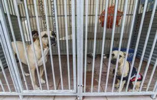 Los perros y gatos callejeros tendrán un nuevo albergue en Las Palmas de Gran Canaria