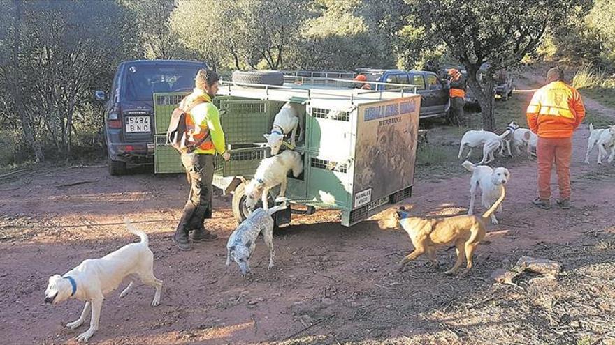 Cazan 23 jabalís en el Desert