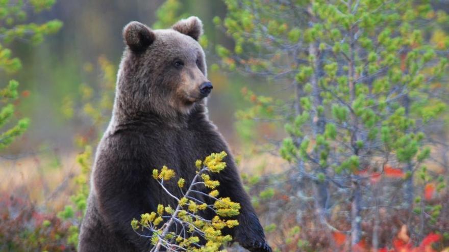 Claves para la convivencia entre osos pardos y humanos en la cordillera Cantábrica