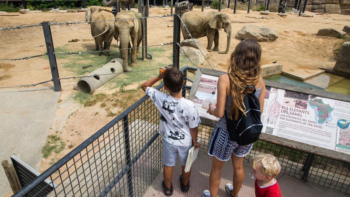 Ambiente en el Zoo de Barcelona, zona de los elefantes.