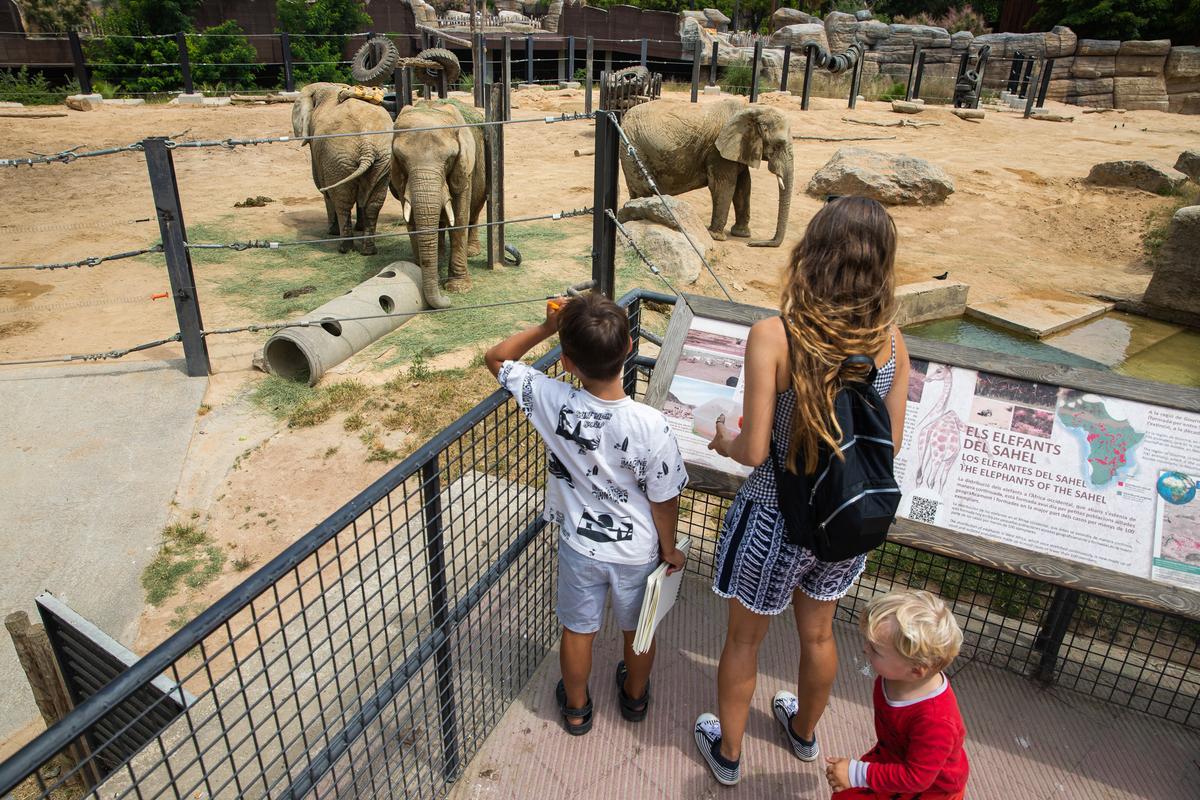 Les visites al zoo de Barcelona pugen fins a 740.000 i superen les xifres prèvies a la pandèmia