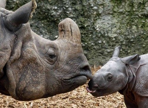 Nine-day old male Indian rhinoceros Jari stands beside his mother Quetta in an enclosure at zoo in Basel