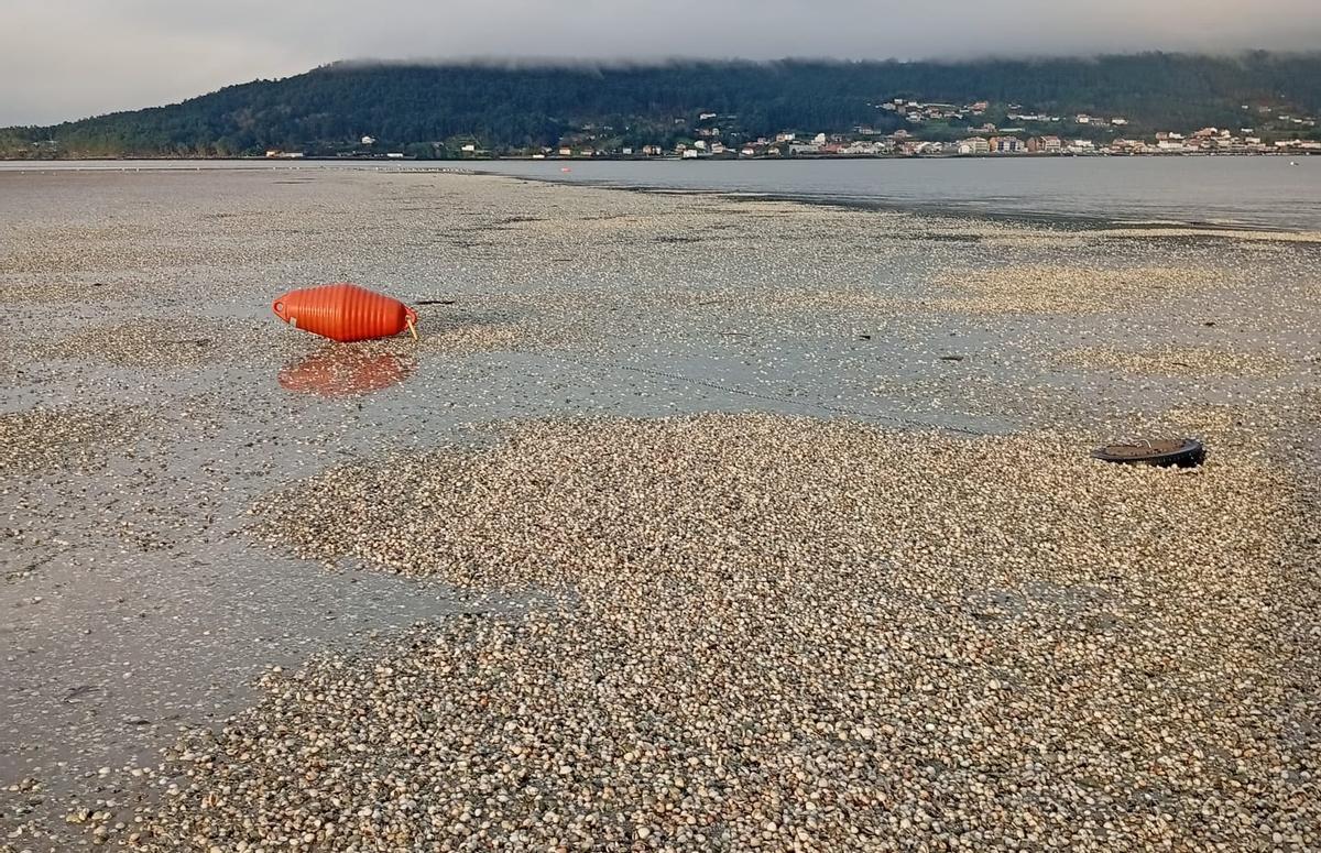 Berberecho muerto en uno de los bancos marisqueros de la ría de Noia.