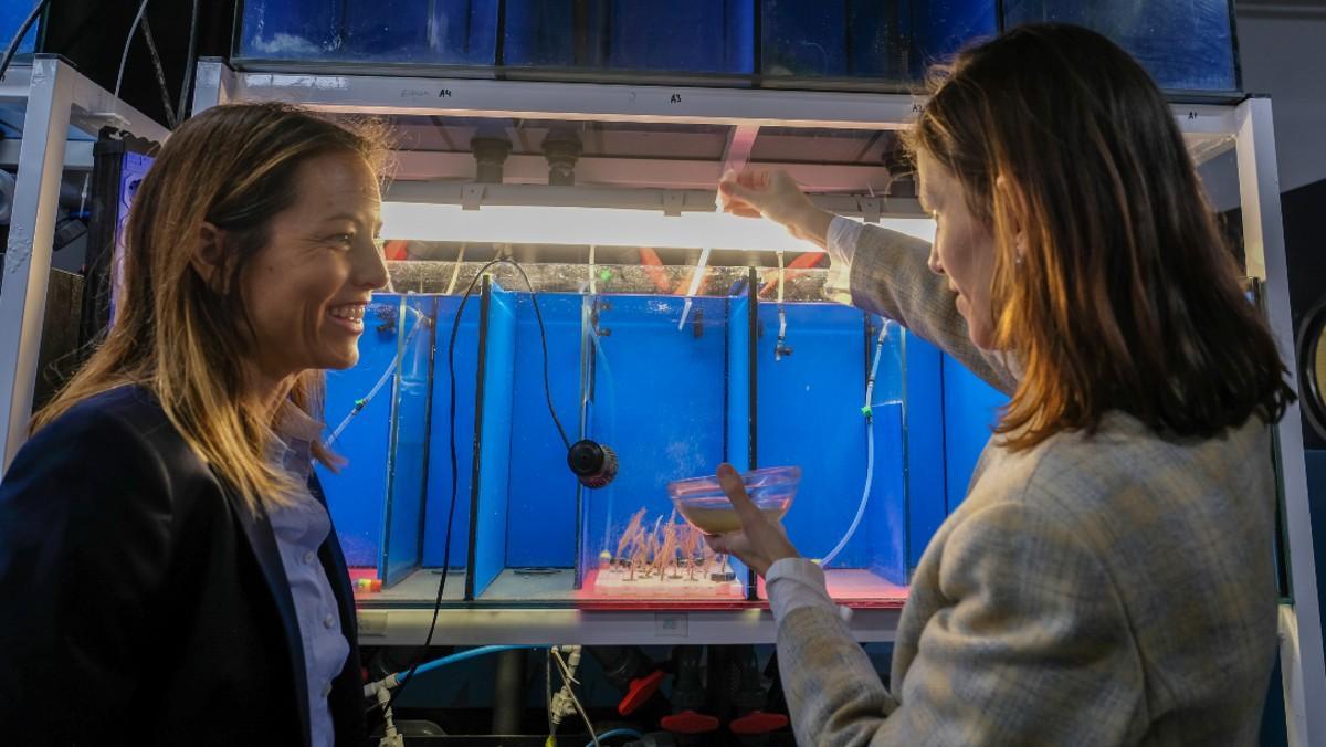 Cristina Arenas y Maria Coll, fundadoras de 'Belong to sea', alimentan a las colonias de gorgonias naranjas en el laboratorio. 