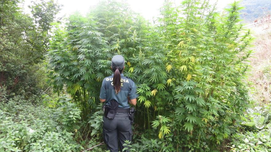 Un detenido por cultivar 1.126 plantas de marihuana en Aller