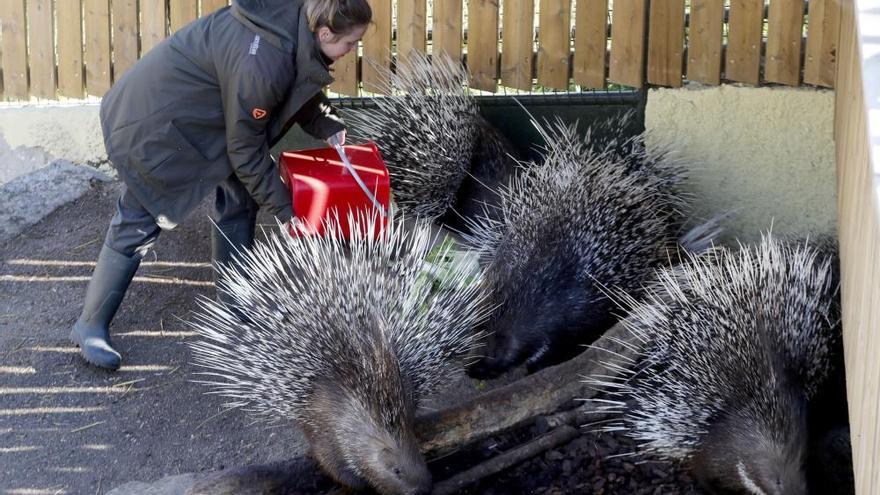 Los animales del Zoo de Vigo, ajenos al coronavirus