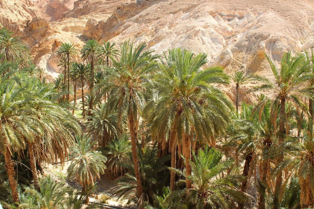 Oasis Jarga, Egipto