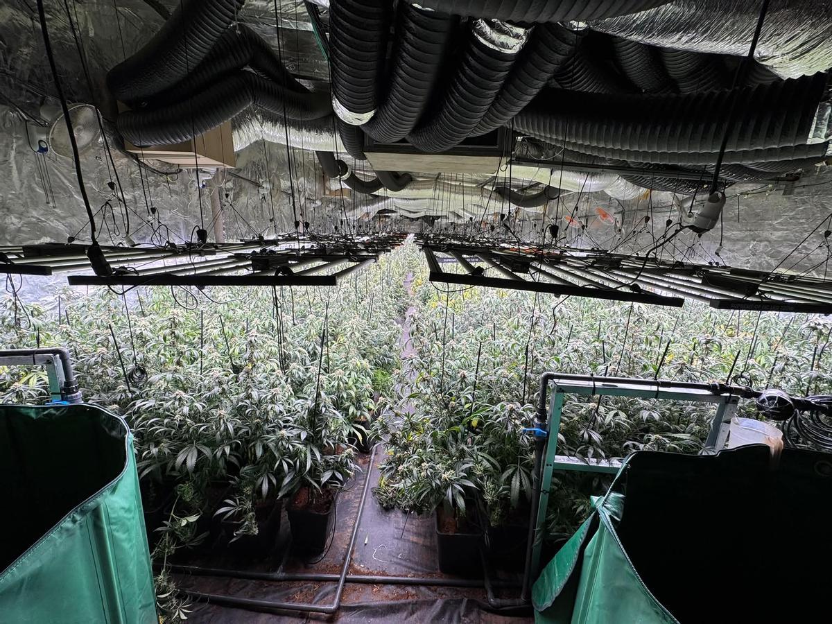 Els Mossos van trobar dues plantacions interiors de marihuana amb un total aproximat de 3.300 plantes