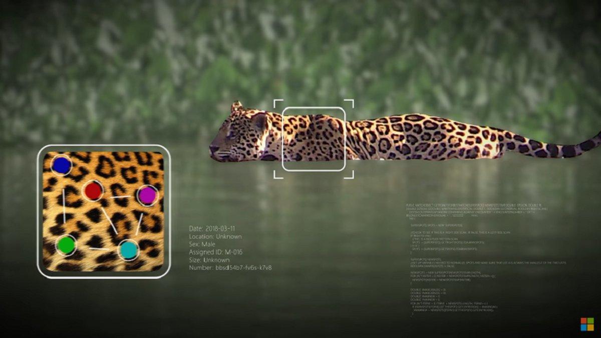 Microsoft y Wild Me por la preservación de la vida animal