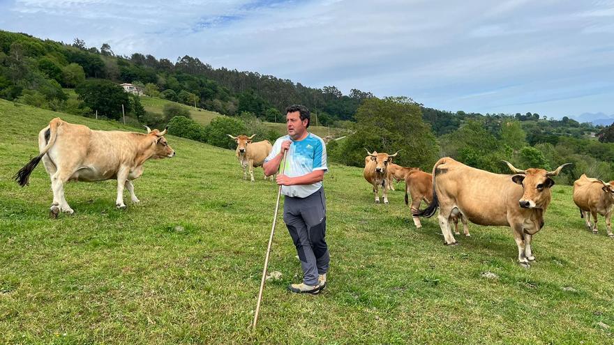 Así es la ganadería de Armando Gutiérrez Cantora, &quot;enamorado de la raza Asturiana de la Montaña &quot;