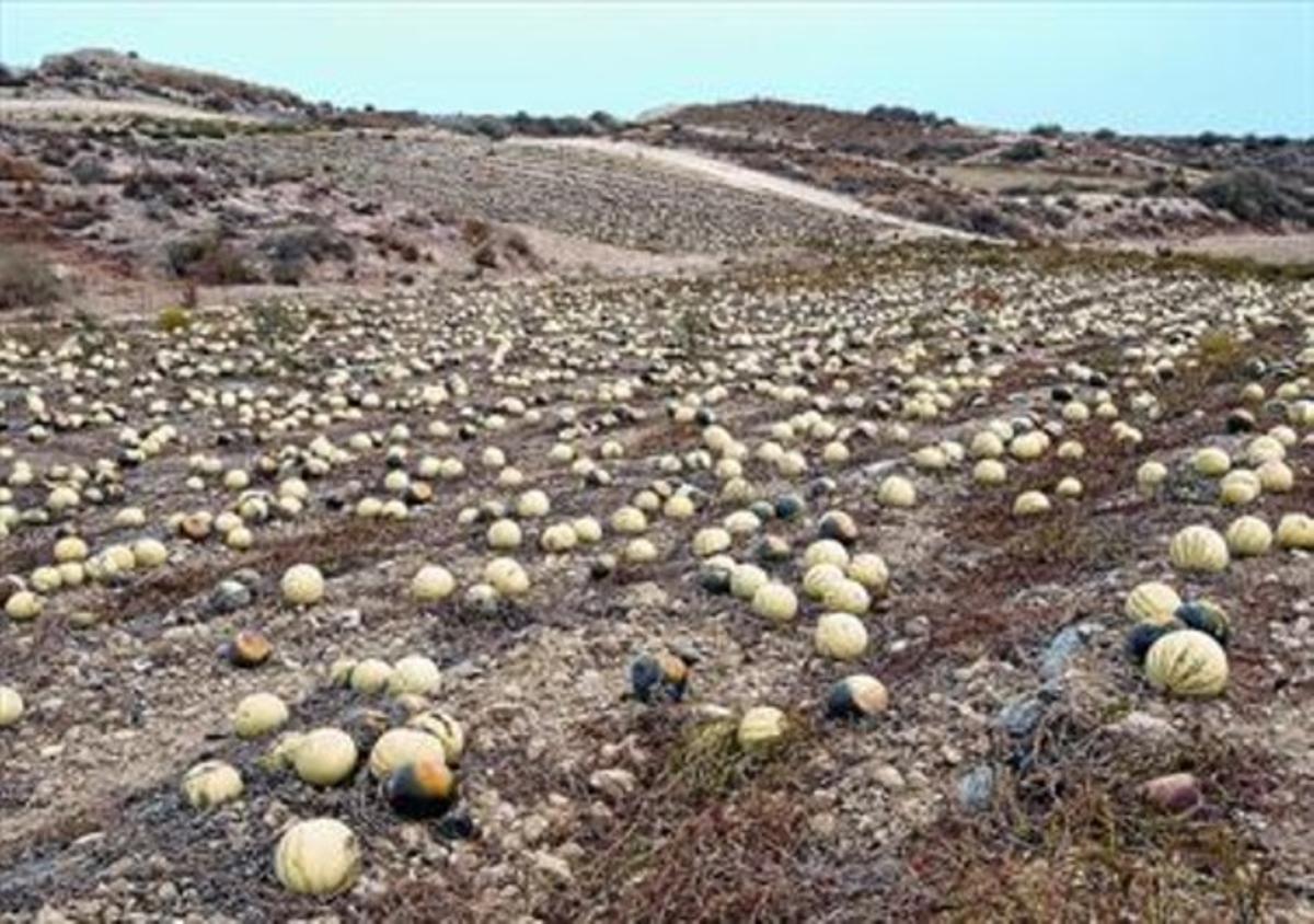 Los campos de sandías de Palomares conviven con algunos de los terrenos afectados por el plutonio que liberaron las bombas.