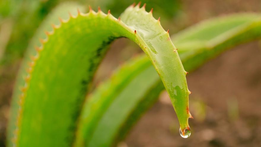 Las enfermedades y problemas en la piel que puedes evitar con el aloe vera