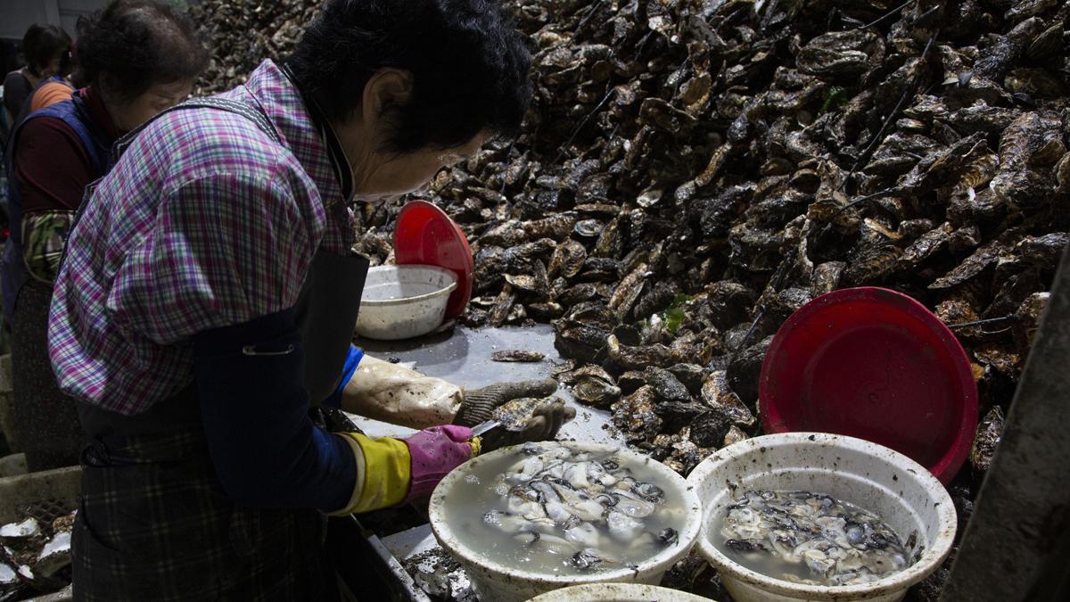 Auge del cultivo de ostras en Tongyeong (Corea del Sur)