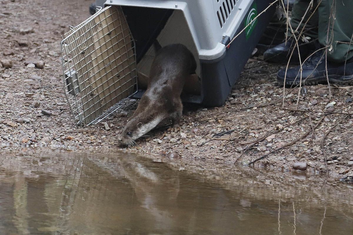 La nutria de Carlos III vuelve a la naturaleza