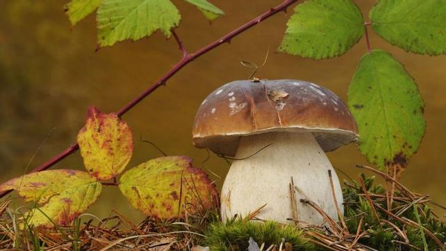 Imágenes de Boletus Edulis y Amanita Caesarea, dos setas muy apreciadas por los comensales y que pueden encontrarse  en la provincia de Zamora. |  | CEDIDA