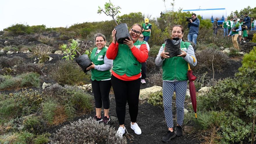 Trabajadores de HiperDino repueblan El Bosquecillo en Haría