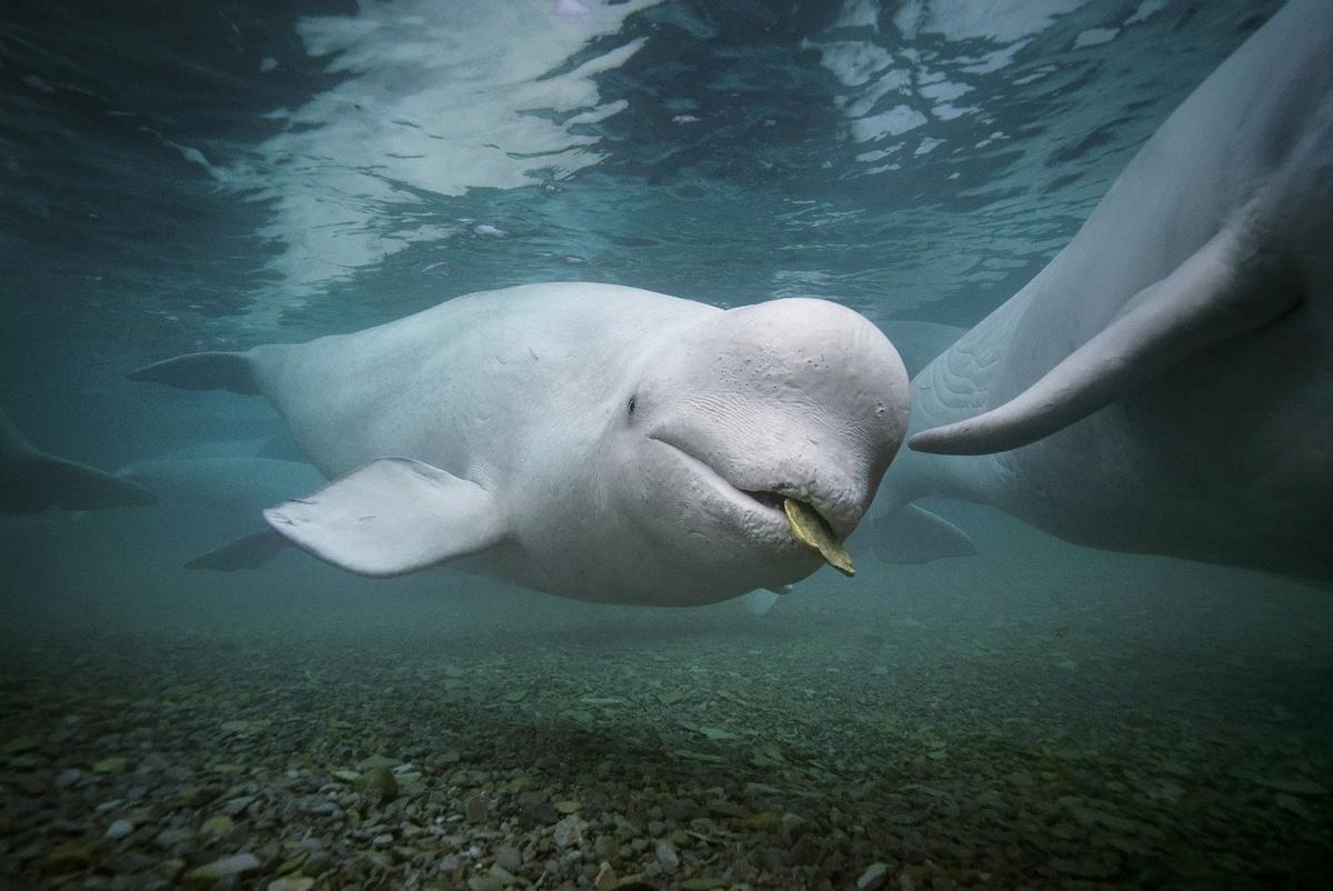 Una ballena beluga juega con una piedra en el Ártico canadiense.