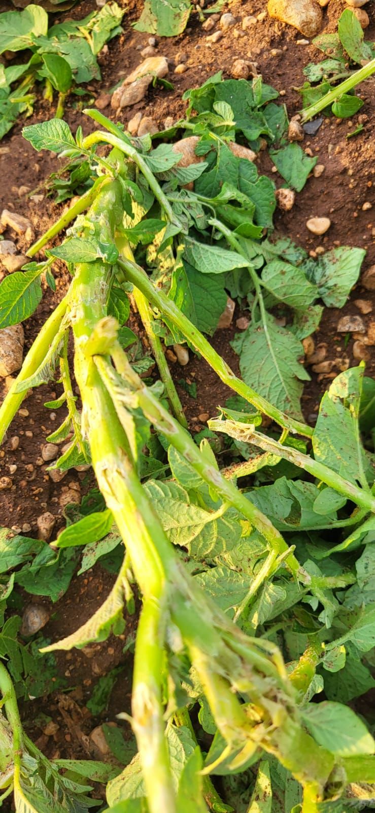 Una granizada destroza el cultivo de la patata en sa Pobla