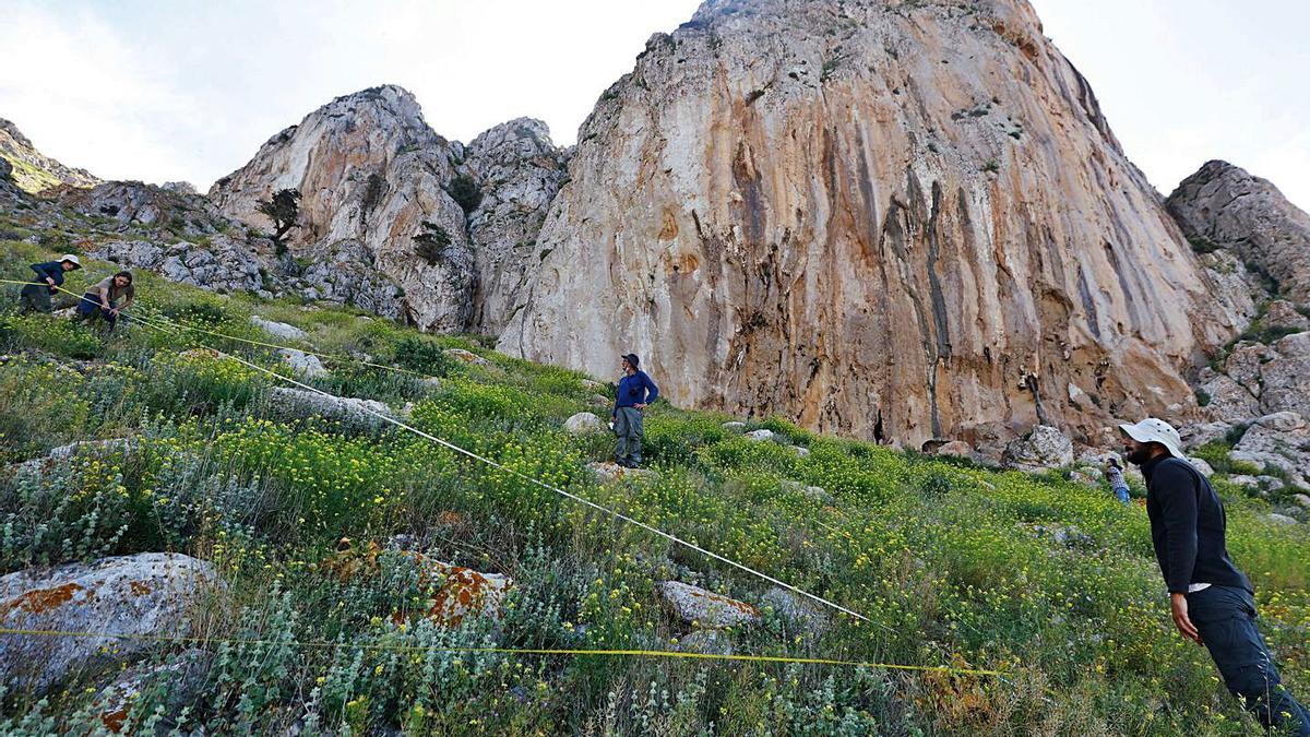  Los cuatro botánicos analizan qué plantas hay en una de las parcelas más elevadas de es Vedrà, que hasta hace cinco años era un pedregal. 