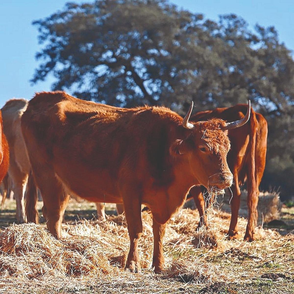 Córdoba cuenta con un total de 757 explotaciones de vacuno ecológicas.