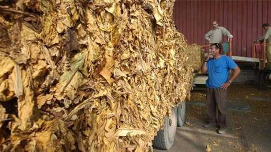 Los tabaqueros extremeños rechazan de pleno una subida de impuestos al tabaco