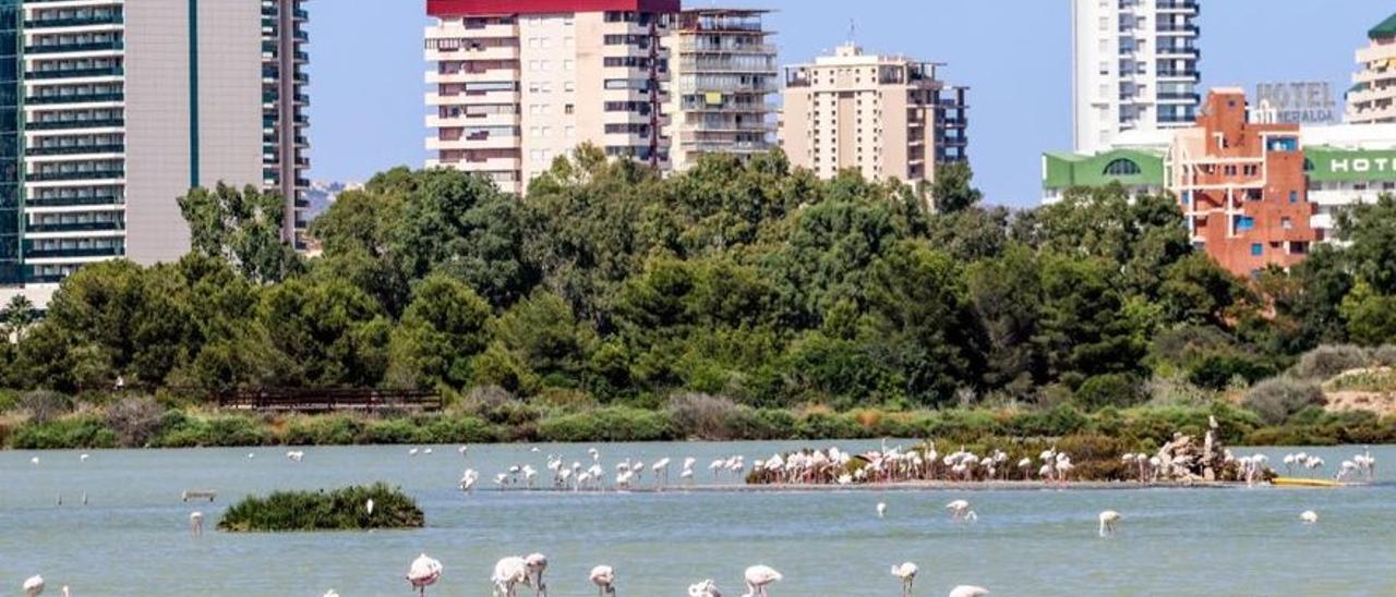 Bandadas de flamencos en les Salines de Calp