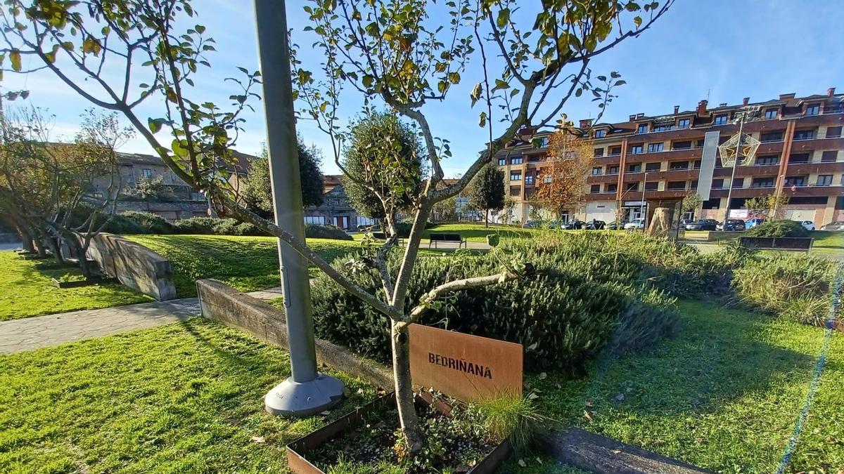 Árbol que representa a la localidad de Bedriñana en la Villa.