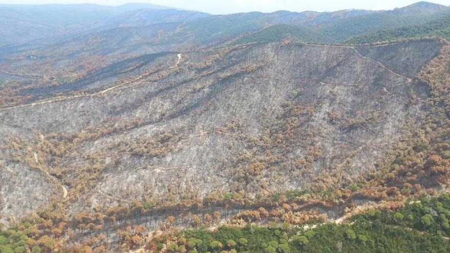 El Consorci de les Gavarres traça el full de ruta després de l’incendi: retirarà els arbres de risc i repararà els camins afectats