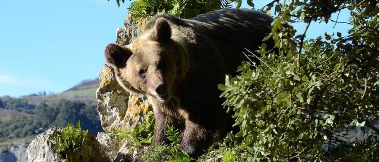 Uno de los osos que pueblan la cordillera Cantábrica.