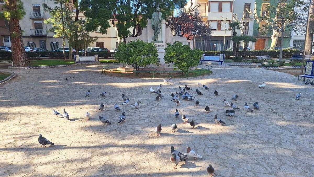Fotogalería I Las palomas y tórtolas 'toman' el emblemático jardín de Sant Pasqual de Vila-real