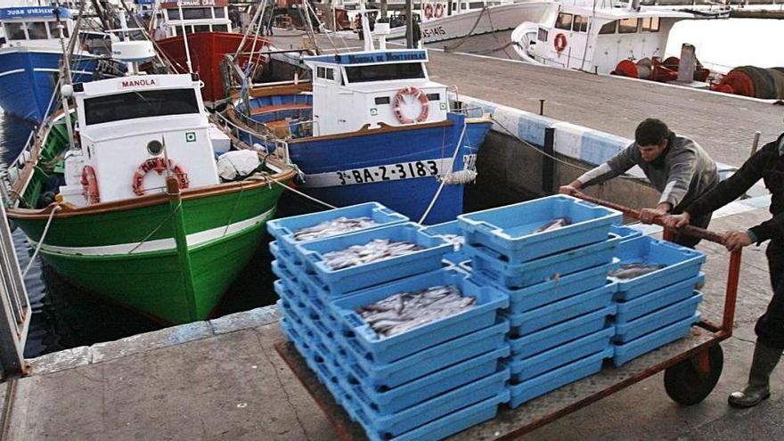 Sardines i seitons perillen a la costa catalana per la pressió pesquera i el clima