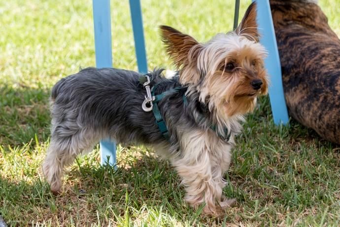 II Feria de Mascotas en Maspalomas