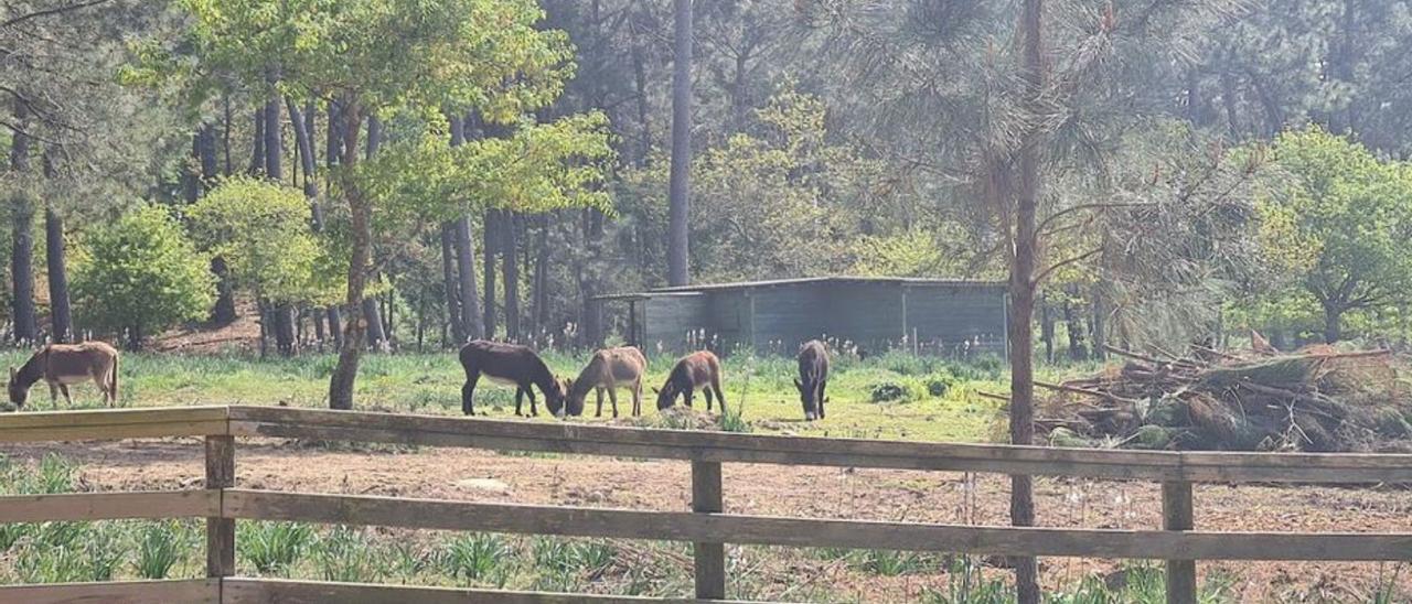 Los burros “fariñeiros” y algunos de los restos amontonados durante el saneamiento de la parcela que ocupan en A Toxa.   | //  M.M.