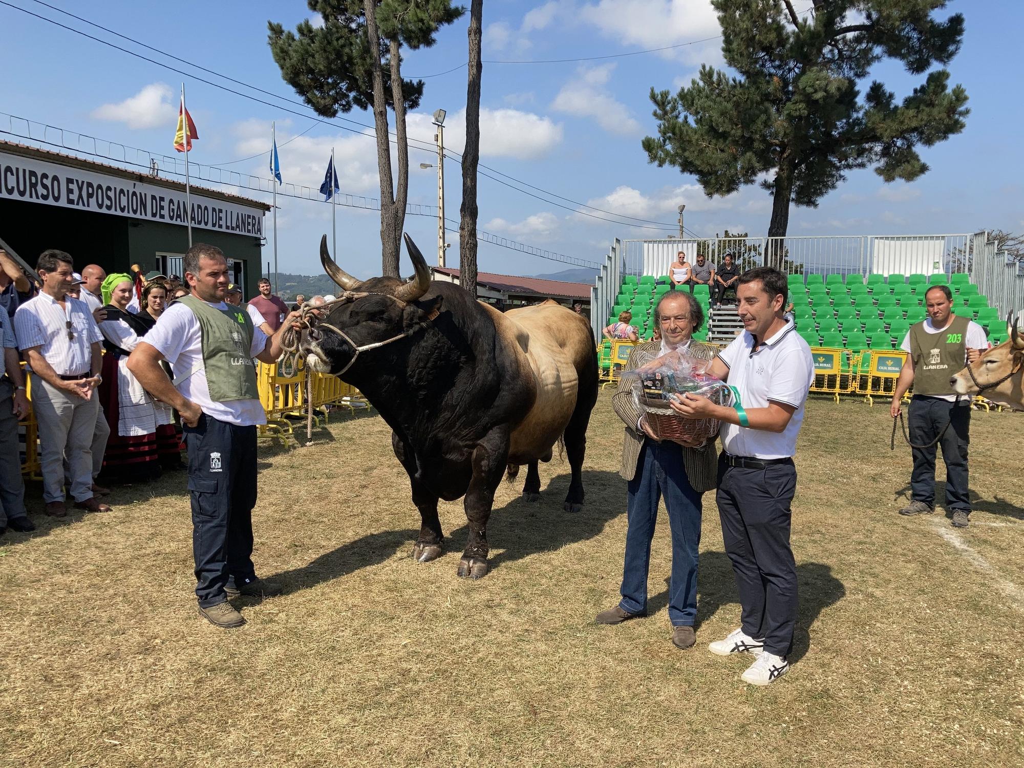 El concurso de ganado de Llanera fue todo un éxito: aquí tienes algunas de las reses ganadoras