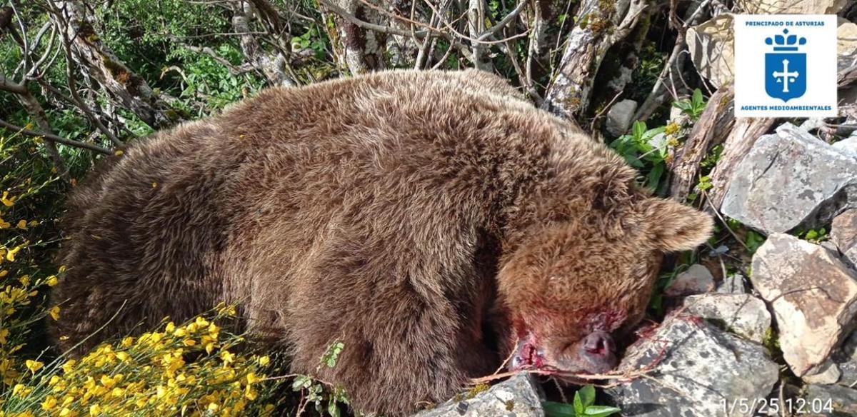 Muere un oso pardo despeñado en una zona escarpada de Cangas del Narcea