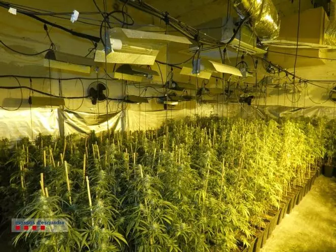 Dos detinguts per cultivar marihuana en dos masos del Pla de l'Estany