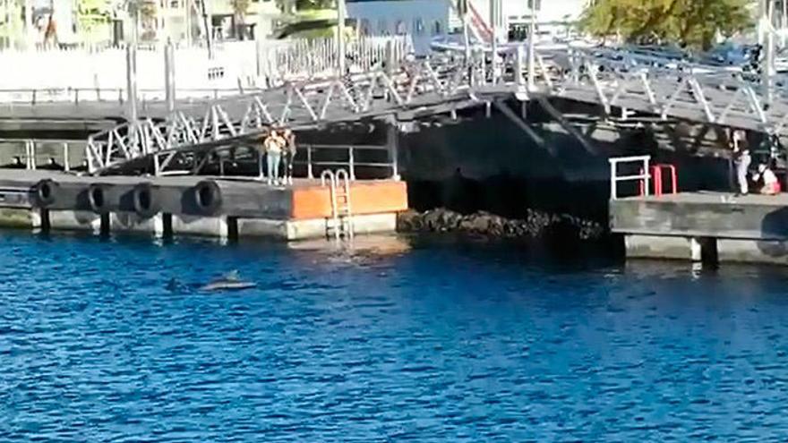 Tres delfines pasan la tarde del sábado en el Náutico de Vigo