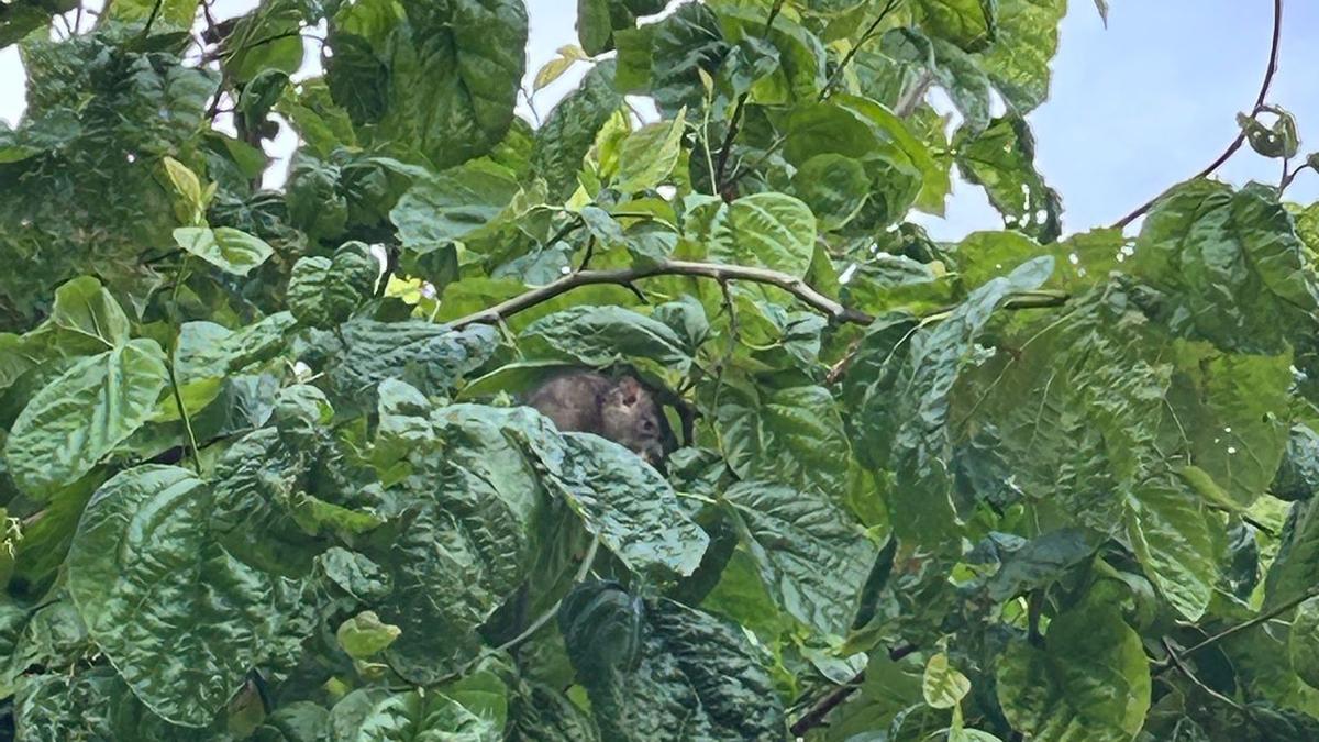 Una rata en un árbol de la capital
