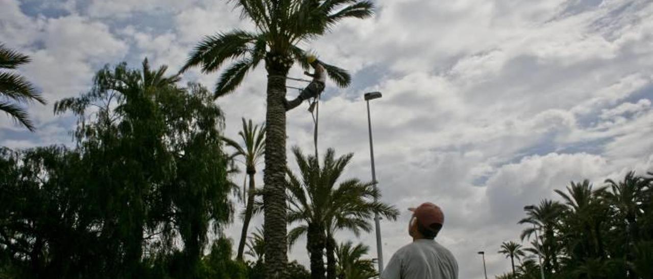 Palmereros municipales realizando trabajos de poda en la ciudad, durante esta semana.