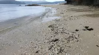Toneladas de marisco muerto arrastradas por el temporal en la ría de Muros-Noia: "Sobrevivirá muy poco"