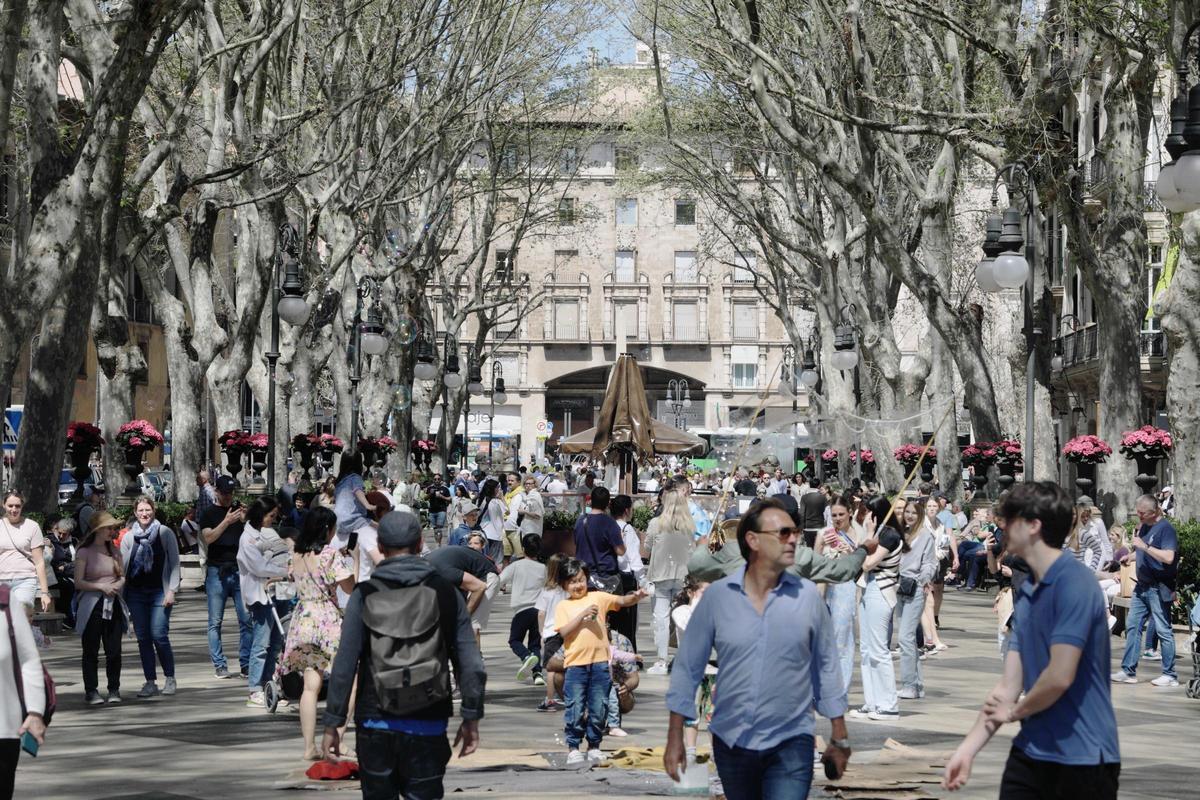 Los plátanos dan sombra, pero también provocan alergias y solo se plantan en determinadas calles.