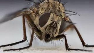Detectada una nueva especie de mosca en Collserola (Barcelona): nunca antes se había visto en el mundo